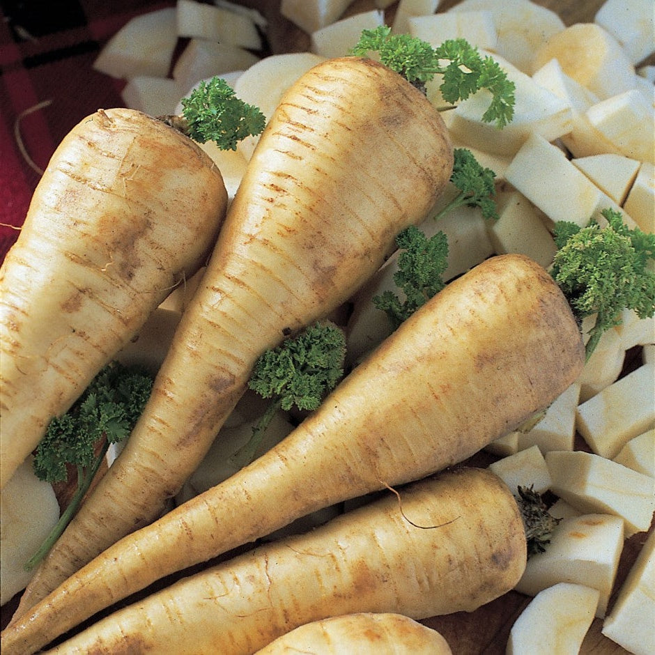 Parsnip seed 'Dugi Bijeli' (Pastinaca)