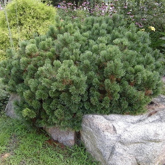 Pinus mugo 'Pumilo' / Dwarf mountain pine
