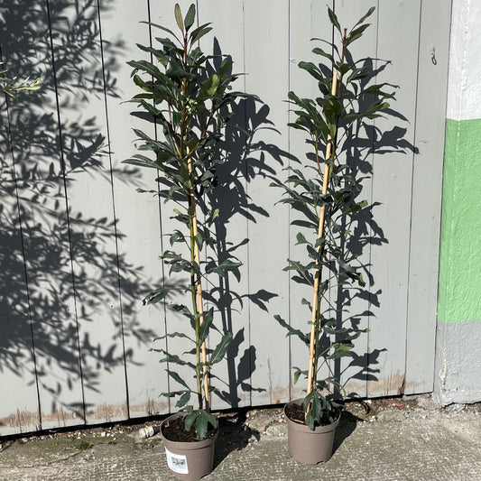Pseudopanax 'Moes Toes'