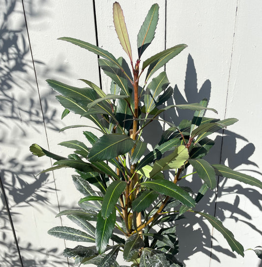 Pseudopanax 'Moes Toes'