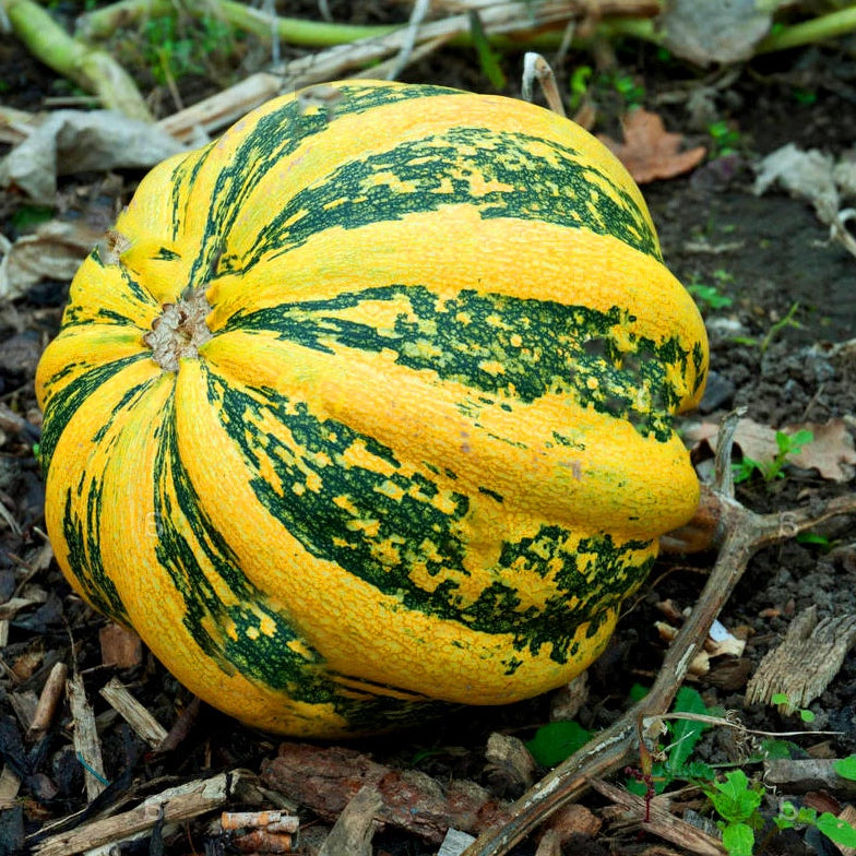 Pumpkin seeds 'Tonda Padana' or 'American Tonda'