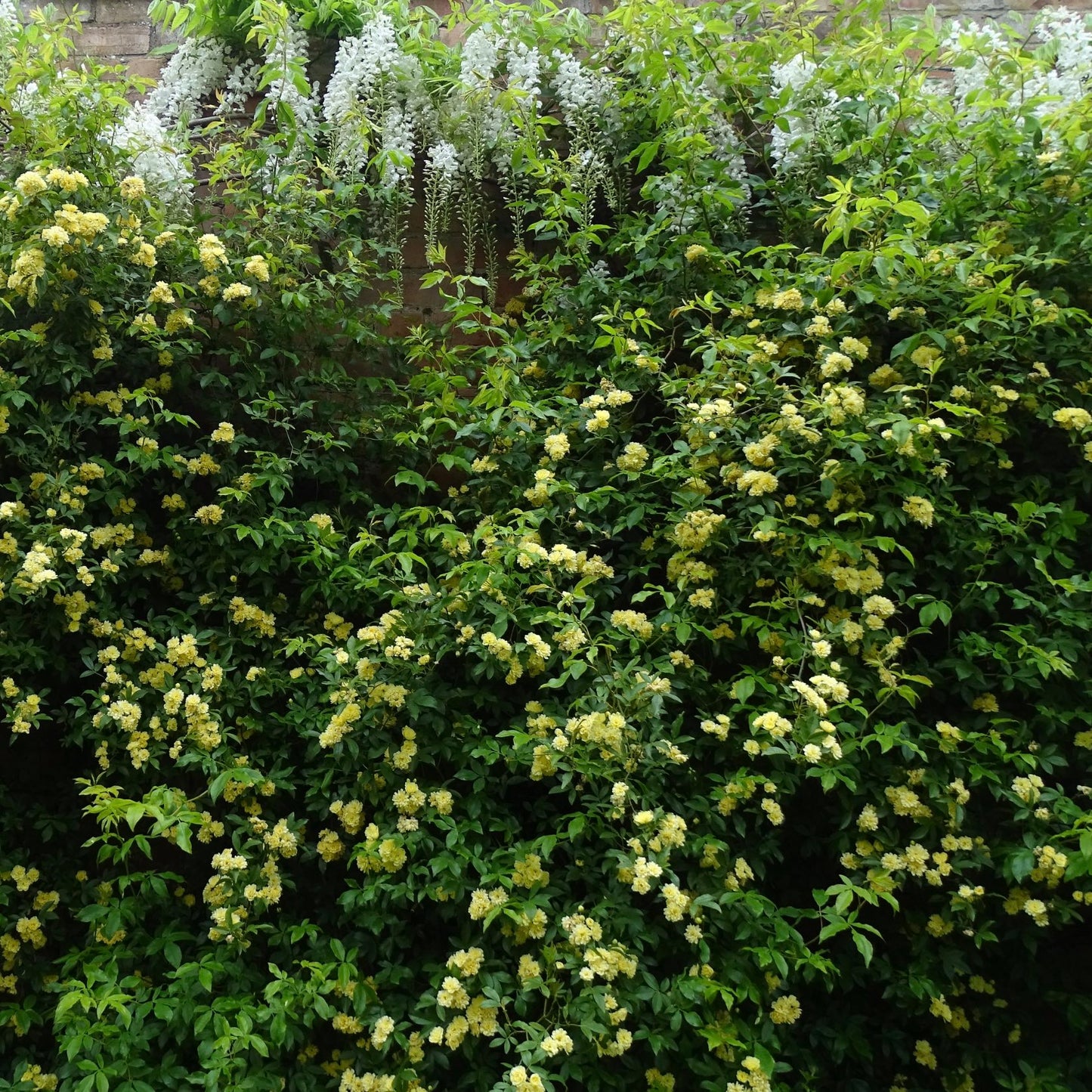 Rosa banksiae 'Lutea' / Yellow Banksia rose