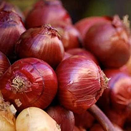 Onion seeds 'Rossa di Ferenze'