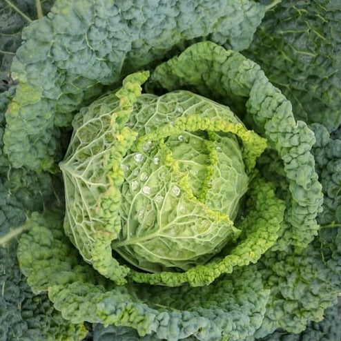 Savoy cabbage seeds 'D'Asti San Giovanni'