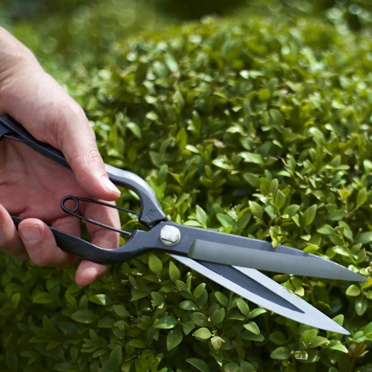 Niwaki 'Sentei' topiary clippers