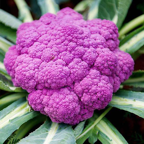 Cauliflower seeds 'Di Sicilia Violetto' (purple cauliflower)