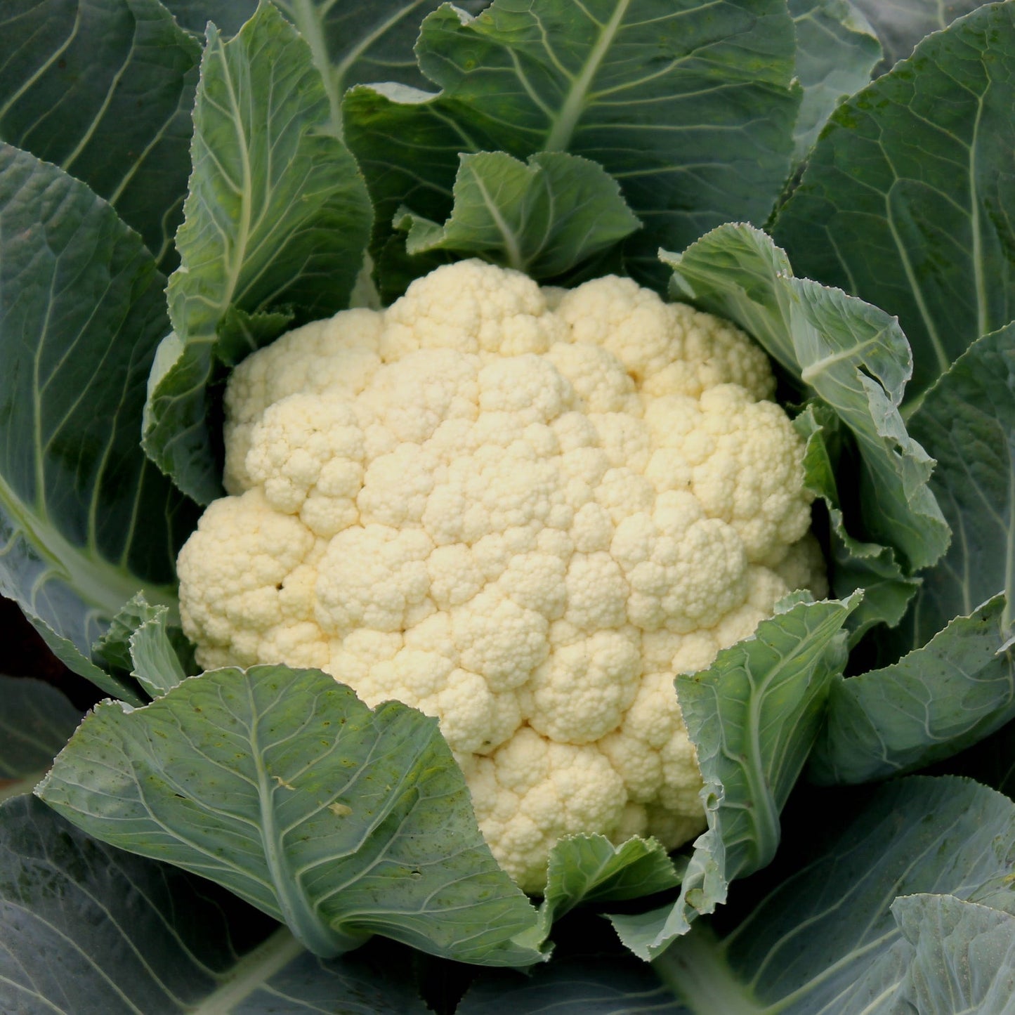 Cauliflower seeds 'Snowball ' / 'Palla di Neve'
