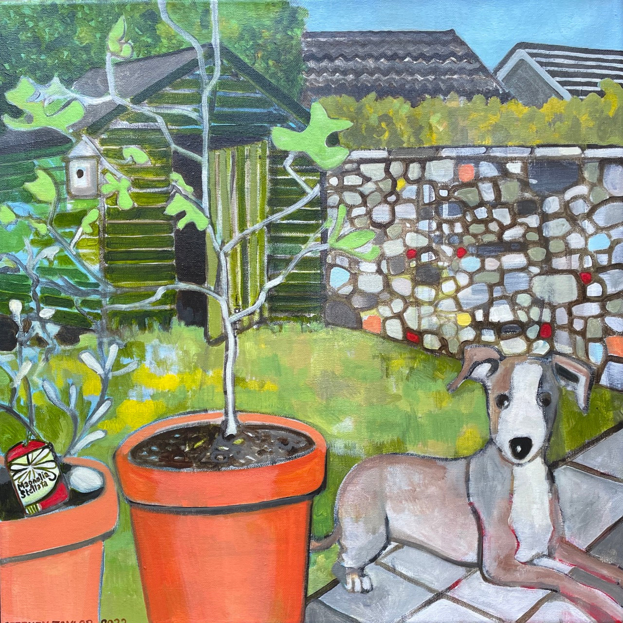 Stephen Taylor, Italian greyhound