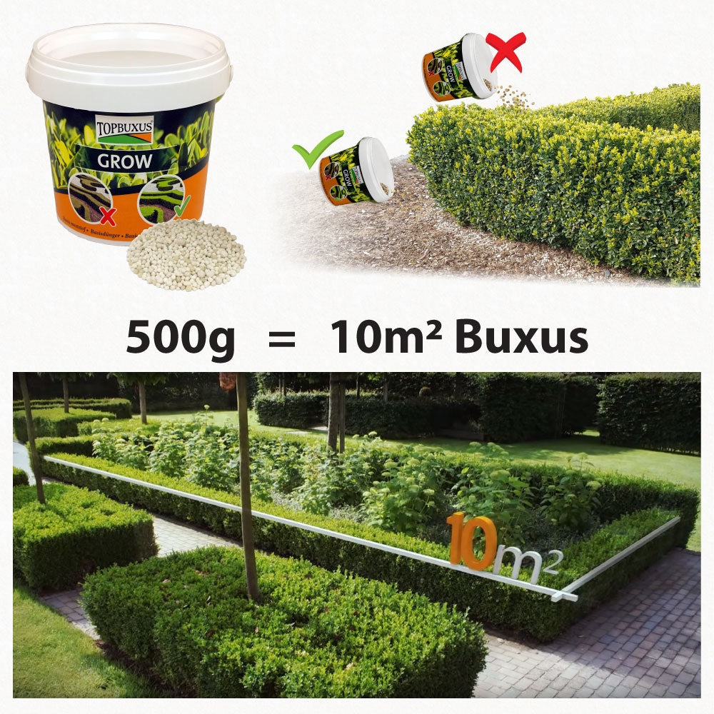 Top Buxus 'Grow' fertilser for box plants (500g)