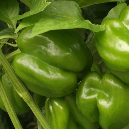 Sweet pepper seeds 'Yolo Wonder'