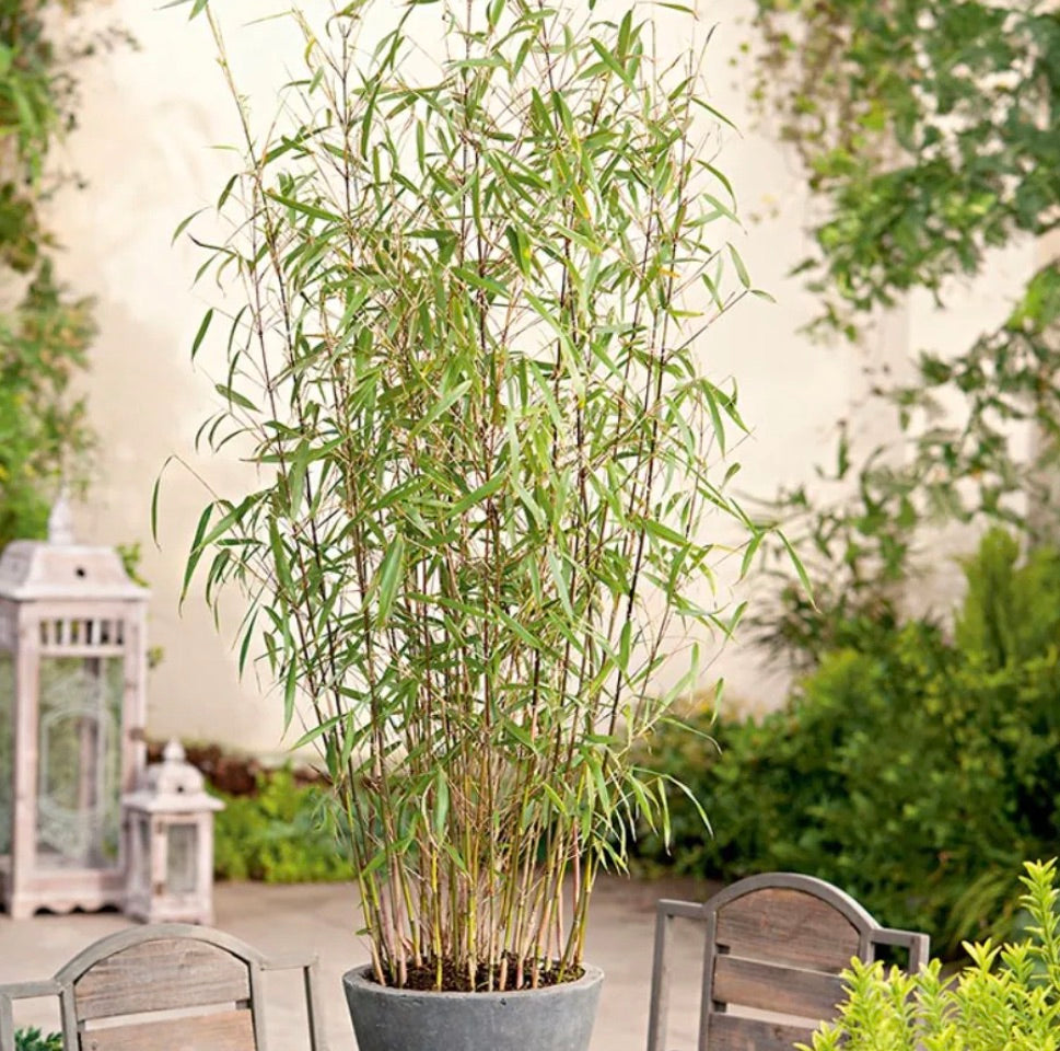 'Asian Wonder' bamboo / Fargesia 'Asian Wonder'