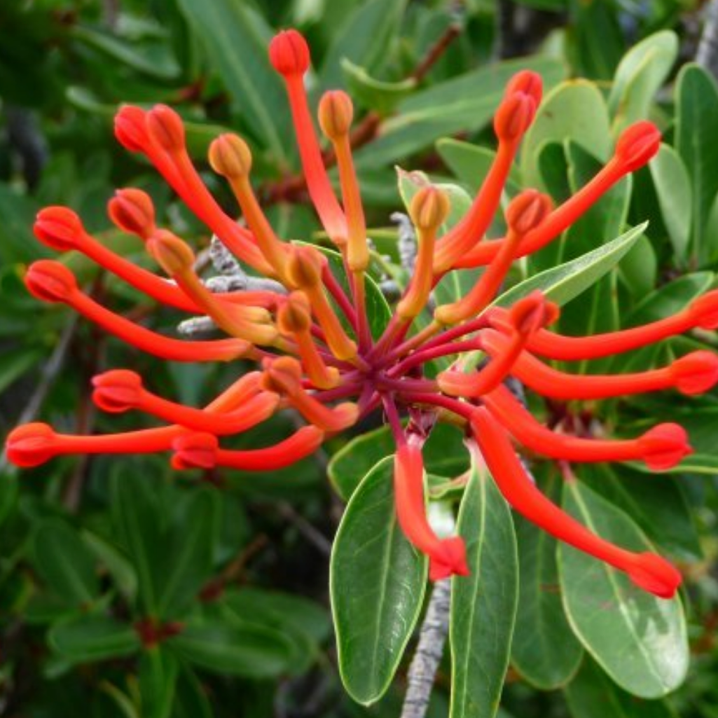 Embothrium coccineum / Chilean fire bush / Chilean flame tree