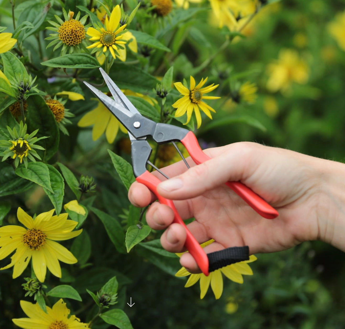 Niwaki garden snips