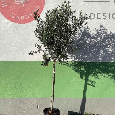 Olive tree / Olea europea
