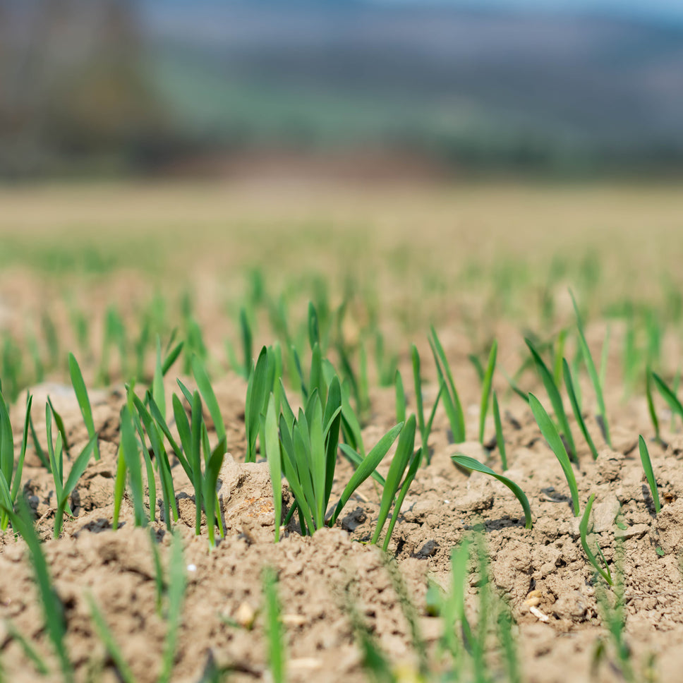 Lawn sand for top dressing (1 ton bag / bulk bag)